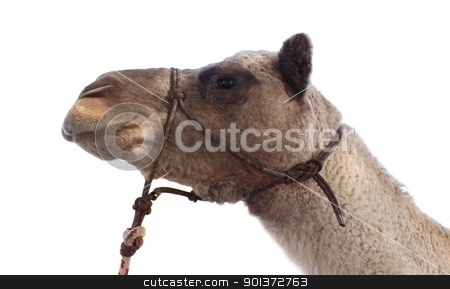 To use this stock image in your creative project, please select the size you need over to the right and click the "Add to Cart" button.
Your downloaded image will come with the Cutcaster watermark removed so don’t worry about the watermark you see on this page. Camel stock photo, Shot of a light brown single hump camel by Henrik Lehnerer