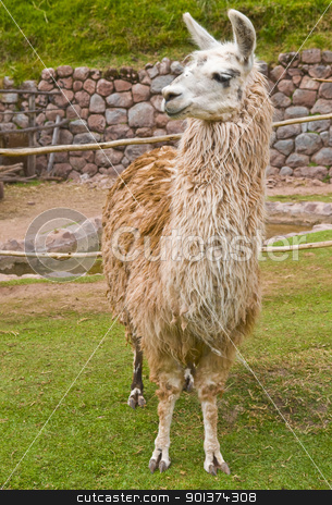 To use this stock image in your creative project, please select the size you need over to the right and click the "Add to Cart" button.
Your downloaded image will come with the Cutcaster watermark removed so don’t worry about the watermark you see on this page. Alpaca stock photo, Close up of an alpaca by Kobby Dagan