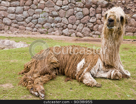 To use this stock image in your creative project, please select the size you need over to the right and click the "Add to Cart" button.
Your downloaded image will come with the Cutcaster watermark removed so don’t worry about the watermark you see on this page. Alpaca stock photo, Close up of an alpaca seating by Kobby Dagan