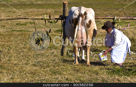 To use this stock image in your creative project, please select the size you need over to the right and click the "Add to Cart" button.
Your downloaded image will come with the Cutcaster watermark removed so don’t worry about the watermark you see on this page. Peru cow milking stock photo, SACRED VALLEY, PERU - MAY 29 : Peruvian woman is milking a cow in a farm at the Andes of Peru by Kobby Dagan