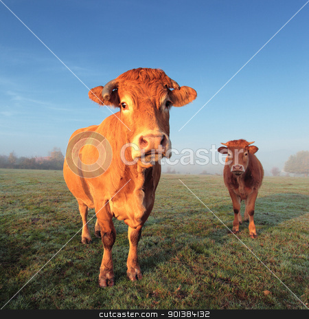 To use this stock image in your creative project, please select the size you need over to the right and click the "Add to Cart" button.
Your downloaded image will come with the Cutcaster watermark removed so don’t worry about the watermark you see on this page. cow and calf stock photo, brown cow and calf in morning light by vwalakte
