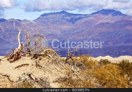 To use this stock image in your creative project, please select the size you need over to the right and click the "Add to Cart" button.
Your downloaded image will come with the Cutcaster watermark removed so don’t worry about the watermark you see on this page. Dry Dead Trees Mesquite Flat Dunes Grapevine Mountains Death Val stock photo, Dry Dead Trees Mesquite Flat Dunes Grapevine Mountains Death Valley National Park California 190 Highway by William Perry