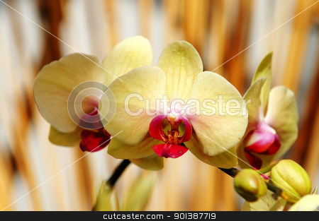 To use this stock image in your creative project, please select the size you need over to the right and click the "Add to Cart" button.
Your downloaded image will come with the Cutcaster watermark removed so don’t worry about the watermark you see on this page. Yellow orchid stock photo, The yellow orchid flowers over bamboo sticks by Tito Wong