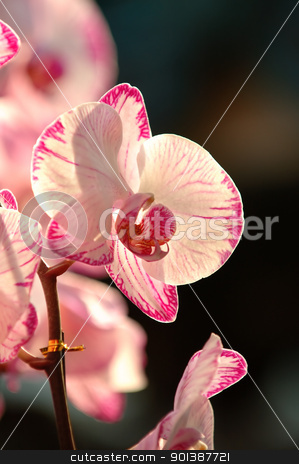 To use this stock image in your creative project, please select the size you need over to the right and click the "Add to Cart" button.
Your downloaded image will come with the Cutcaster watermark removed so don’t worry about the watermark you see on this page. White orchid stock photo, A close up shot of white orchid by Tito Wong
