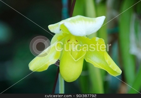 To use this stock image in your creative project, please select the size you need over to the right and click the "Add to Cart" button.
Your downloaded image will come with the Cutcaster watermark removed so don’t worry about the watermark you see on this page. Green lady slipper (orchid) stock photo, The orchis of spring, green lady slipper by Tito Wong