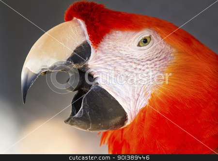 To use this stock image in your creative project, please select the size you need over to the right and click the "Add to Cart" button.
Your downloaded image will come with the Cutcaster watermark removed so don’t worry about the watermark you see on this page. Scarlet Macaw stock photo, Scarlet Macaw Close Up Beak Open Ara Macao by William Perry