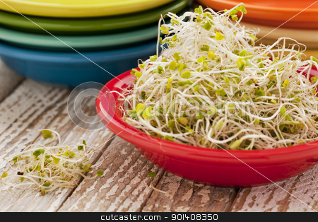 To use this stock image in your creative project, please select the size you need over to the right and click the "Add to Cart" button.
Your downloaded image will come with the Cutcaster watermark removed so don’t worry about the watermark you see on this page. broccoli and clover sprouts stock photo, broccoli and clover sprouts in red bowl on grunge wood table by Marek Uliasz