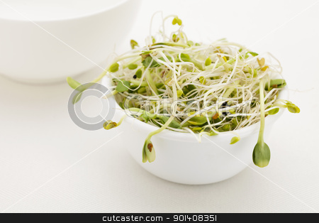 To use this stock image in your creative project, please select the size you need over to the right and click the "Add to Cart" button.
Your downloaded image will come with the Cutcaster watermark removed so don’t worry about the watermark you see on this page. sprout mix in white bowl stock photo, mix of sunflower, snow pea, clover, radish and onion sprouts in a white bowl by Marek Uliasz