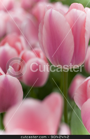 To use this stock image in your creative project, please select the size you need over to the right and click the "Add to Cart" button.
Your downloaded image will come with the Cutcaster watermark removed so don’t worry about the watermark you see on this page. tulips stock photo, A photo of colorful tulips under natural light condiitions by klenova