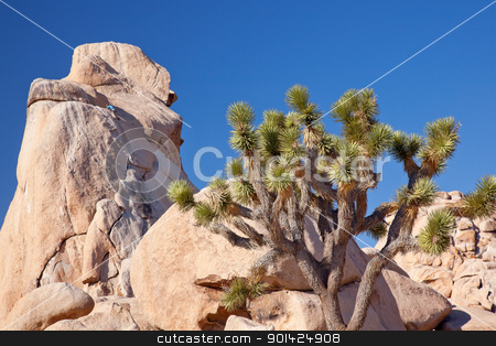 To use this stock image in your creative project, please select the size you need over to the right and click the "Add to Cart" button.
Your downloaded image will come with the Cutcaster watermark removed so don’t worry about the watermark you see on this page. Rock Climb Yucca Brevifolia Mojave Desert Joshua Tree National stock photo, Rock Climber Joshua Tree Big Rocks Yucca Brevifolia Mojave Desert Joshua Tree National Park California Named by the Mormon Settlers for Joshua in the Bible because the branches look like outstretched hands by William Perry