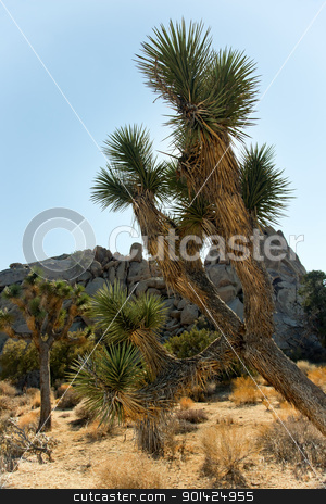 To use this stock image in your creative project, please select the size you need over to the right and click the "Add to Cart" button.
Your downloaded image will come with the Cutcaster watermark removed so don’t worry about the watermark you see on this page. Yucca Brevifolia Mojave Desert Joshua Tree National Park Califo stock photo, Twisted Joshua Tree Landscape Yucca Brevifolia Mojave Desert Joshua Tree National Park California Named by the Mormon Settlers for Joshua in the Bible because the branches look like outstretched hands by William Perry