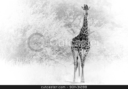 To use this stock image in your creative project, please select the size you need over to the right and click the "Add to Cart" button.
Your downloaded image will come with the Cutcaster watermark removed so don’t worry about the watermark you see on this page. Giraffe Single stock photo, Giraffe comming out of the bushes. by teusrenes