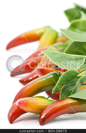 To use this stock image in your creative project, please select the size you need over to the right and click the "Add to Cart" button.
Your downloaded image will come with the Cutcaster watermark removed so don’t worry about the watermark you see on this page. Chilli peppers stock photo, Chilli peppers isolated on white background by Nikola Cvetanovski