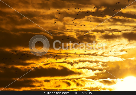 To use this stock image in your creative project, please select the size you need over to the right and click the "Add to Cart" button.
Your downloaded image will come with the Cutcaster watermark removed so don’t worry about the watermark you see on this page. Geese flying at Sunset stock photo, Canadian Geese flying into the sunset. by Delmas Lehman