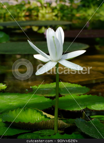 To use this stock image in your creative project, please select the size you need over to the right and click the "Add to Cart" button.
Your downloaded image will come with the Cutcaster watermark removed so don’t worry about the watermark you see on this page. Waterlily stock photo, Waterlily flower, lotos by Zvonimir Atletic