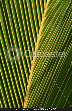 To use this stock image in your creative project, please select the size you need over to the right and click the "Add to Cart" button.
Your downloaded image will come with the Cutcaster watermark removed so don’t worry about the watermark you see on this page. Palm Leaf Closeup stock photo, A closeup of a palm tree leaf. by Chris Hill