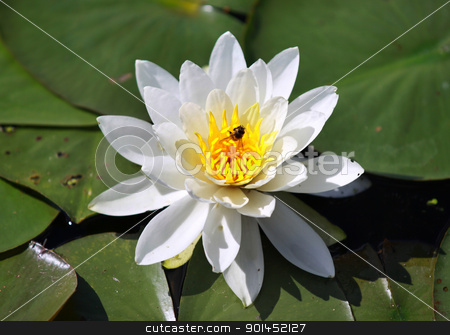 To use this stock image in your creative project, please select the size you need over to the right and click the "Add to Cart" button.
Your downloaded image will come with the Cutcaster watermark removed so don’t worry about the watermark you see on this page. Water lily stock photo, Close up shot of water lily flower and leaves by Sreedhar Yedlapati