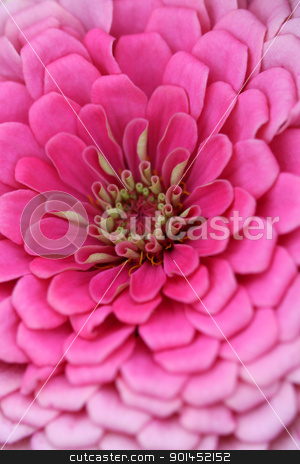 To use this stock image in your creative project, please select the size you need over to the right and click the "Add to Cart" button.
Your downloaded image will come with the Cutcaster watermark removed so don’t worry about the watermark you see on this page. Pink Zinnia flower stock photo, Extreme close up shot of pink zinnia flower by Sreedhar Yedlapati