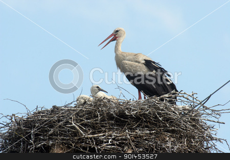 To use this stock image in your creative project, please select the size you need over to the right and click the "Add to Cart" button.
Your downloaded image will come with the Cutcaster watermark removed so don’t worry about the watermark you see on this page. Stork in its nest stock photo, Stork in its nest over a clear blue backround by Zvonimir Atletic