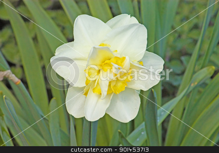 To use this stock image in your creative project, please select the size you need over to the right and click the "Add to Cart" button.
Your downloaded image will come with the Cutcaster watermark removed so don’t worry about the watermark you see on this page. Narcissus flower stock photo, White narcissus flower in the garden by Borislav Marinic