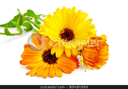 To use this stock image in your creative project, please select the size you need over to the right and click the "Add to Cart" button.
Your downloaded image will come with the Cutcaster watermark removed so don’t worry about the watermark you see on this page. Calendula stock photo, Three flowers of calendula with green leaves isolated on white background by rezkrr