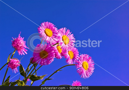 To use this stock image in your creative project, please select the size you need over to the right and click the "Add to Cart" button.
Your downloaded image will come with the Cutcaster watermark removed so don’t worry about the watermark you see on this page. Pink flowers in the sky stock photo, Pink flowers against the blue sky by rezkrr