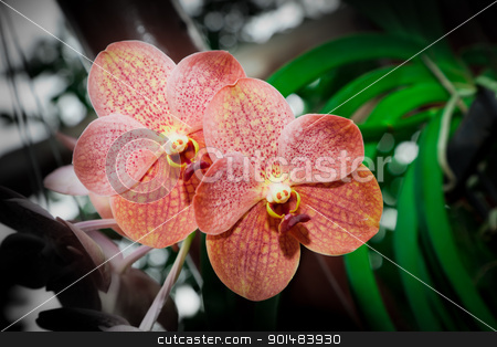 To use this stock image in your creative project, please select the size you need over to the right and click the "Add to Cart" button.
Your downloaded image will come with the Cutcaster watermark removed so don’t worry about the watermark you see on this page. blossom orchid stock photo, blossom orange orchid by Yuttasak Jannarong