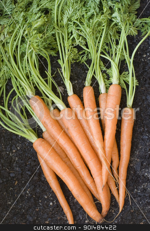 To use this stock image in your creative project, please select the size you need over to the right and click the "Add to Cart" button.
Your downloaded image will come with the Cutcaster watermark removed so don’t worry about the watermark you see on this page. Bunch Of Fresh Carrots stock photo, Bunch of lovely clean fresh orange carrots with their leaves , vertical. by Stephen Gibson