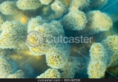 To use this stock image in your creative project, please select the size you need over to the right and click the "Add to Cart" button.
Your downloaded image will come with the Cutcaster watermark removed so don’t worry about the watermark you see on this page. leather coral polyps stock photo, macro image of extended polyps of a leather coral, Sarcophyton sp., family Alcyoniinae by Stephen Gibson