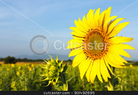 To use this stock image in your creative project, please select the size you need over to the right and click the "Add to Cart" button.
Your downloaded image will come with the Cutcaster watermark removed so don’t worry about the watermark you see on this page. Sunflower field stock photo, Sunflower field by stoonn