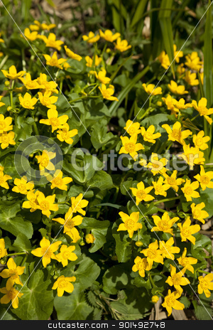 To use this stock image in your creative project, please select the size you need over to the right and click the "Add to Cart" button.
Your downloaded image will come with the Cutcaster watermark removed so don’t worry about the watermark you see on this page. Marsh Marigold stock photo, marsh marigold Caltha palustris wild flower on meadow by Jolanta Dabrowska