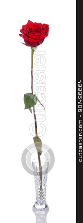 To use this stock image in your creative project, please select the size you need over to the right and click the "Add to Cart" button.
Your downloaded image will come with the Cutcaster watermark removed so don’t worry about the watermark you see on this page. Single Red Rose stock photo, A single red rose in a vase, isolated against a white background. by Richard Nelson