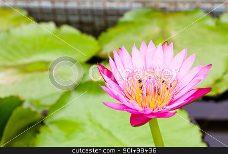 To use this stock image in your creative project, please select the size you need over to the right and click the "Add to Cart" button.
Your downloaded image will come with the Cutcaster watermark removed so don’t worry about the watermark you see on this page. Bees on Water lily stock photo, Bees on Water lily and beautiful red leaf by stoonn