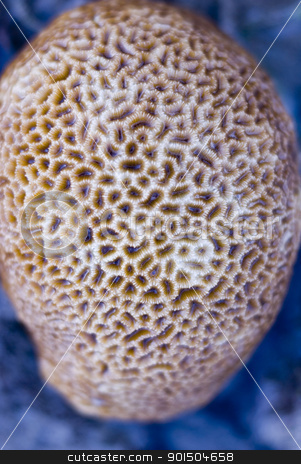 To use this stock image in your creative project, please select the size you need over to the right and click the "Add to Cart" button.
Your downloaded image will come with the Cutcaster watermark removed so don’t worry about the watermark you see on this page. stony coral stock photo, macro image one of the hard corals of the family siderastreidae, pictured with a narrow depth of field by Stephen Gibson