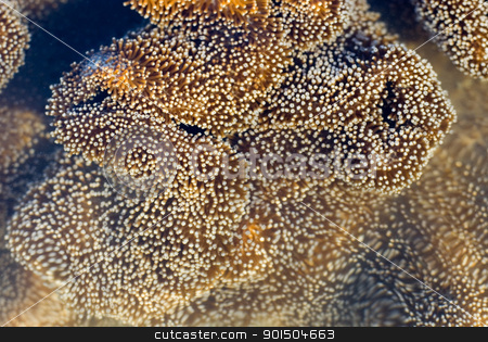 To use this stock image in your creative project, please select the size you need over to the right and click the "Add to Cart" button.
Your downloaded image will come with the Cutcaster watermark removed so don’t worry about the watermark you see on this page. leather coral polys stock photo, A leather or 'toadstool' coral, Sarcophyton sp with polyps extended by Stephen Gibson