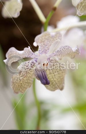 To use this stock image in your creative project, please select the size you need over to the right and click the "Add to Cart" button.
Your downloaded image will come with the Cutcaster watermark removed so don’t worry about the watermark you see on this page. Selection beautiful orchid stock photo, Selection beautiful orchid on blur background. Selective focus. by Iryna Rasko