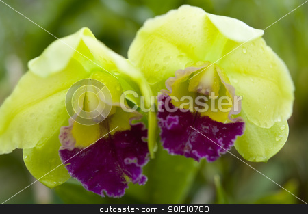 To use this stock image in your creative project, please select the size you need over to the right and click the "Add to Cart" button.
Your downloaded image will come with the Cutcaster watermark removed so don’t worry about the watermark you see on this page. Selection beautiful orchid stock photo, Selection beautiful orchid on blur background. Selective focus. by Iryna Rasko