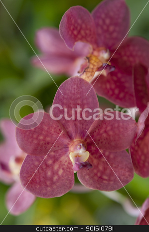 To use this stock image in your creative project, please select the size you need over to the right and click the "Add to Cart" button.
Your downloaded image will come with the Cutcaster watermark removed so don’t worry about the watermark you see on this page. Selection beautiful orchid stock photo, Selection beautiful orchid on blur background. Selective focus. by Iryna Rasko