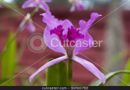 To use this stock image in your creative project, please select the size you need over to the right and click the "Add to Cart" button.
Your downloaded image will come with the Cutcaster watermark removed so don’t worry about the watermark you see on this page. Selection beautiful orchid stock photo, Selection beautiful orchid on blur background. Selective focus. by Iryna Rasko