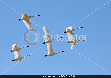 To use this stock image in your creative project, please select the size you need over to the right and click the "Add to Cart" button.
Your downloaded image will come with the Cutcaster watermark removed so don’t worry about the watermark you see on this page. Tundra Swans in Flight stock photo, Tundra Swans flying in a clear blue winter sky. by Delmas Lehman