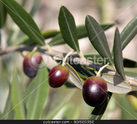 To use this stock image in your creative project, please select the size you need over to the right and click the "Add to Cart" button.
Your downloaded image will come with the Cutcaster watermark removed so don’t worry about the watermark you see on this page. Three Olives stock photo, Olives still on the branch of an Olive tree in Italy.
by Chris Hill