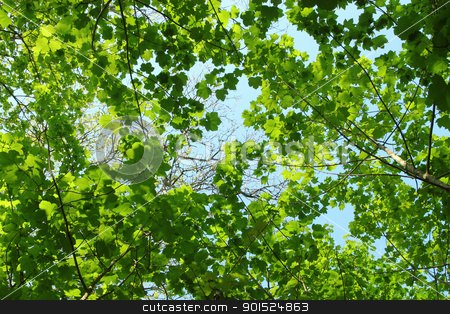 To use this stock image in your creative project, please select the size you need over to the right and click the "Add to Cart" button.
Your downloaded image will come with the Cutcaster watermark removed so don’t worry about the watermark you see on this page. Fresh spring green tree leaves canopy in a forest.. stock photo, Fresh spring green tree leaves canopy in a forest.. by Stephen Rees