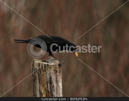 To use this stock image in your creative project, please select the size you need over to the right and click the "Add to Cart" button.
Your downloaded image will come with the Cutcaster watermark removed so don’t worry about the watermark you see on this page. European Blackbird (Turdus merula) stock photo, European Blackbird (Turdus merula) sitting on a tree stump in winter by DirkR