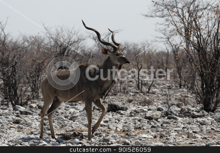 To use this stock image in your creative project, please select the size you need over to the right and click the "Add to Cart" button.
Your downloaded image will come with the Cutcaster watermark removed so don’t worry about the watermark you see on this page. Greater Kudu (Tragelaphus strepsiceros) stock photo, Greater Kudu (Tragelaphus strepsiceros) in the Etosha National Park, Namibia by DirkR