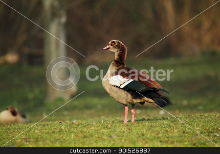 To use this stock image in your creative project, please select the size you need over to the right and click the "Add to Cart" button.
Your downloaded image will come with the Cutcaster watermark removed so don’t worry about the watermark you see on this page. Egyptian Goose (Alopochen aegyptiacus) stock photo, Egyptian Goose (Alopochen aegyptiacus) sitting on a meadow. by DirkR