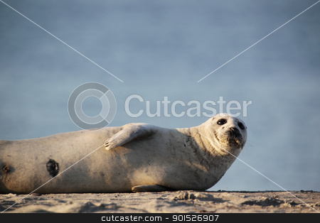 To use this stock image in your creative project, please select the size you need over to the right and click the "Add to Cart" button.
Your downloaded image will come with the Cutcaster watermark removed so don’t worry about the watermark you see on this page. Harbor Seal (Phoca vitulina) stock photo, Harbor Seal (Phoca vitulina) lying on the beach of Heligoland. by DirkR