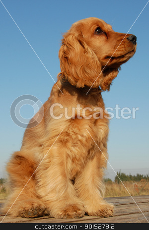 To use this stock image in your creative project, please select the size you need over to the right and click the "Add to Cart" button.
Your downloaded image will come with the Cutcaster watermark removed so don’t worry about the watermark you see on this page. puppy english cocker stock photo, portrait of a puppy purebred english cocker on a blue sky by Bonzami Emmanuelle