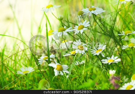 To use this stock image in your creative project, please select the size you need over to the right and click the "Add to Cart" button.
Your downloaded image will come with the Cutcaster watermark removed so don’t worry about the watermark you see on this page. green meadow stock photo, green fresh meadow in detail by FranziskaKrause
