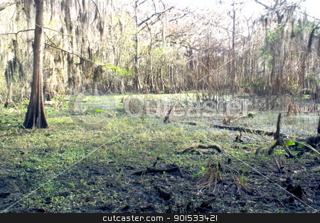 To use this stock image in your creative project, please select the size you need over to the right and click the "Add to Cart" button.
Your downloaded image will come with the Cutcaster watermark removed so don’t worry about the watermark you see on this page. Exposed Tropical Riverbed (3) stock photo, A rare view of a central Florida cypress marsh that's normally under approximately six feet of water. The waterline is easily visible on the tree trunks. The nutrient-rich muck fosters lush, green plant growth. by Carl Stewart