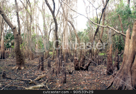 To use this stock image in your creative project, please select the size you need over to the right and click the "Add to Cart" button.
Your downloaded image will come with the Cutcaster watermark removed so don’t worry about the watermark you see on this page. Exposed Tropical Riverbed (6) stock photo, A rare view of a central Florida cypress marsh that's normally under approximately six feet of water. The waterline is easily visible on the tree trunks. The nutrient-rich muck fosters lush, green plant growth. by Carl Stewart
